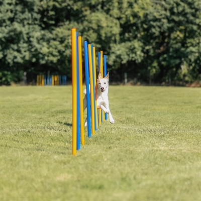 TRIXIE DOG ACTIVITY AGILITY SLALOM STOKKEN BLAUW / ORANJE — 115X3 CM 12 ST — afbeelding 13