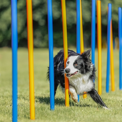 TRIXIE DOG ACTIVITY AGILITY SLALOM STOKKEN BLAUW / ORANJE — 115X3 CM 12 ST — afbeelding 14