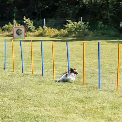 TRIXIE DOG ACTIVITY AGILITY SLALOM STOKKEN BLAUW / ORANJE — 115X3 CM 12 ST — afbeelding 19