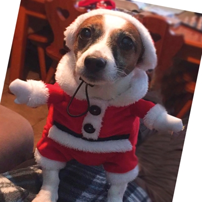Robe de Noël Santa pour animaux de marque Croci – Image 5