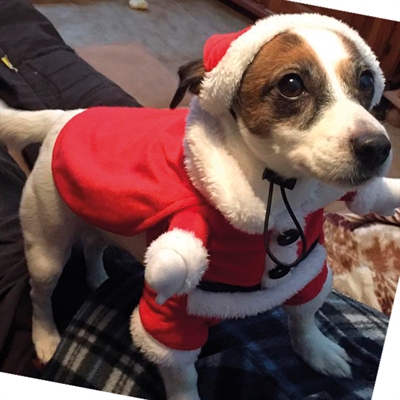 Robe de Noël Santa pour animaux de marque Croci – Image 6