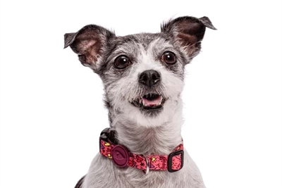 MORSO HALSBAND HOND GERECYCLED PINK THINK ROZE — 37-58X2,5 CM — afbeelding 2