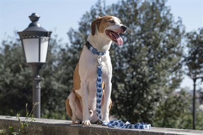 MORSO HALSBAND HOND GERECYCLED SPLASH BLAUW — 37-58X2,5 CM — afbeelding 7
