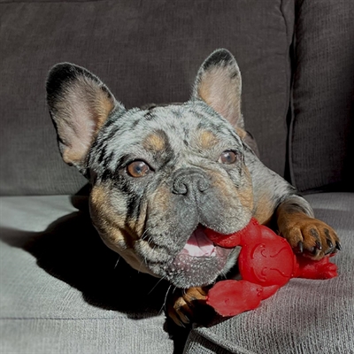 NYLABONE EXTREME CHEW LOBSTER FILET MIGNONSMAAK — SMALL TOT 11 KG — afbeelding 2