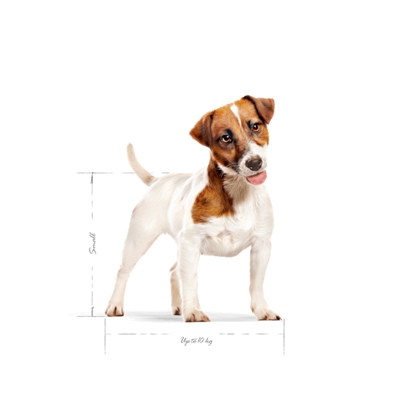 ROYAL CANIN MINI ADULT — 2 KG — afbeelding 2