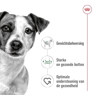 ROYAL CANIN MINI ADULT — 2 KG — afbeelding 3