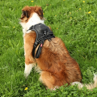 ZOLUX EASYRIDE HONDENTUIG ZWART — XS 26-38X33-43 CM — afbeelding 6
