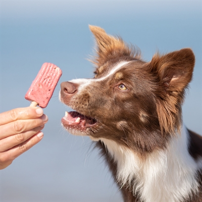 Trixie ice pop rood (70X55 GR) - Afbeelding 3