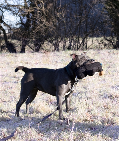 Cupid & comet tufflove pinguin (21X12X23 CM) - Afbeelding 3