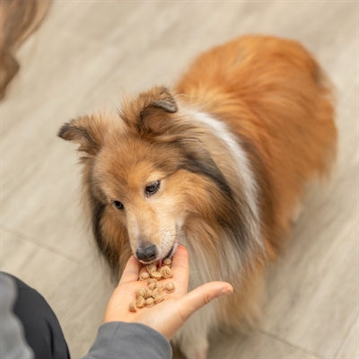 TRIXIE BAKMAT VOOR DIERENSNACKS BPA VRIJ PAARS — 38X28 CM — afbeelding 8