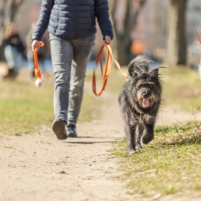 TRIXIE SLEEPLIJN MET RUBBER BEKLEED ZONDER HANDLUS ORANJE — 10 MTRX1,5 CM — afbeelding 3