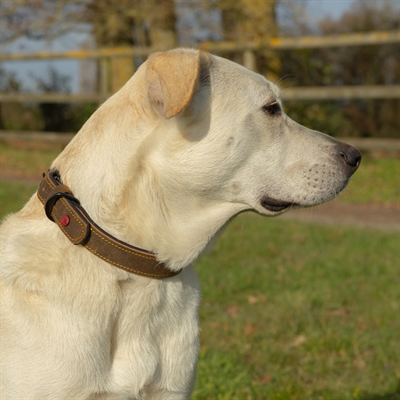 Zolux expert halsband hond premium leer / neopreen bruin (80X3 CM) - Afbeelding 7
